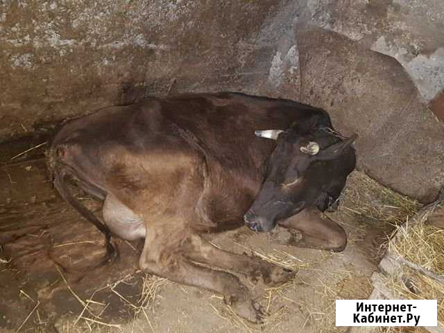 Продаются коровы,4 штуки Балтаси - изображение 1