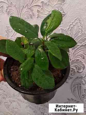 Фикус Макломе Казань