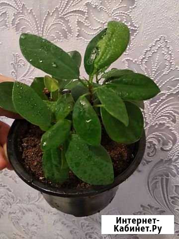 Фикус Макломе Казань - изображение 1