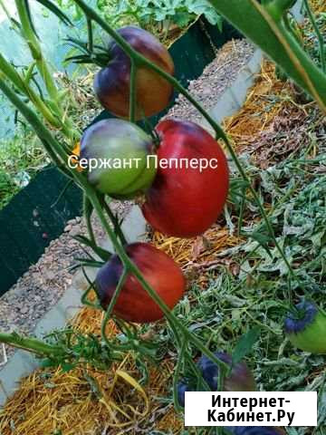 Семена томатов Светлый - изображение 1