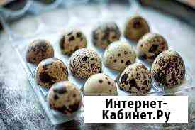 Продам яйцо перепелиное Выкса