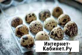 Продам яйцо перепелиное Выкса - изображение 1