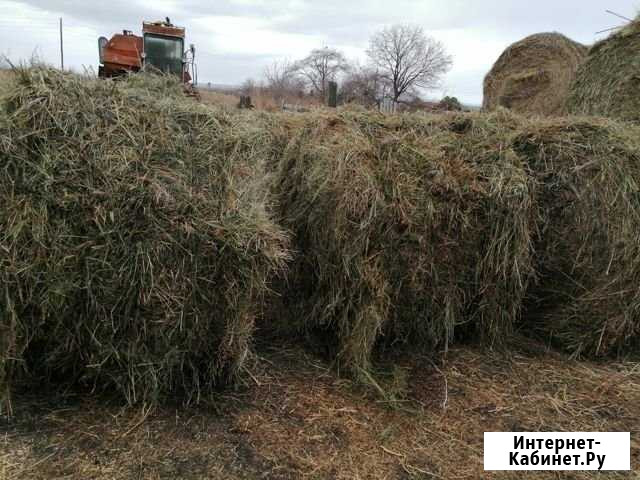 Продам сено Абакан - изображение 1