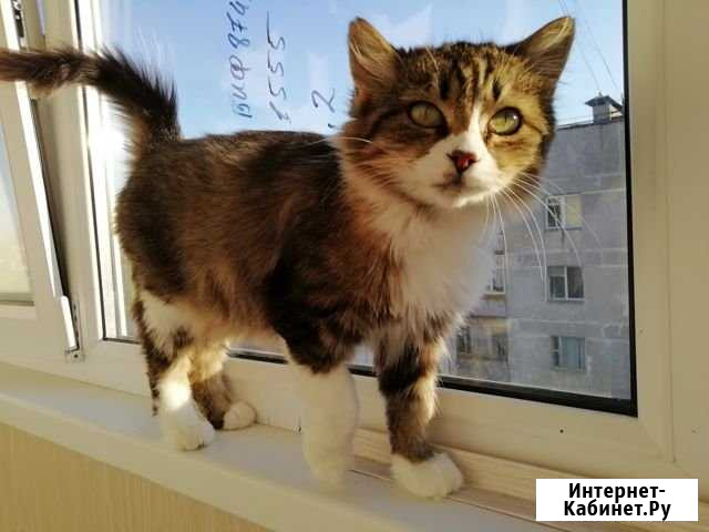 Кошка Белая Калитва - изображение 1