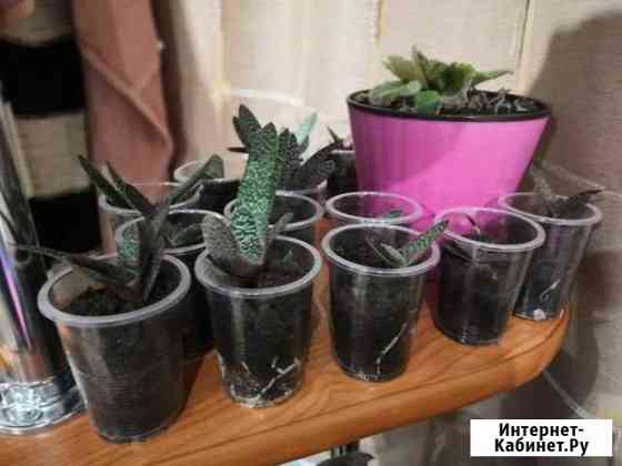 Гастерия пятнистаяGasteria maculata ssp. elongata Ишим