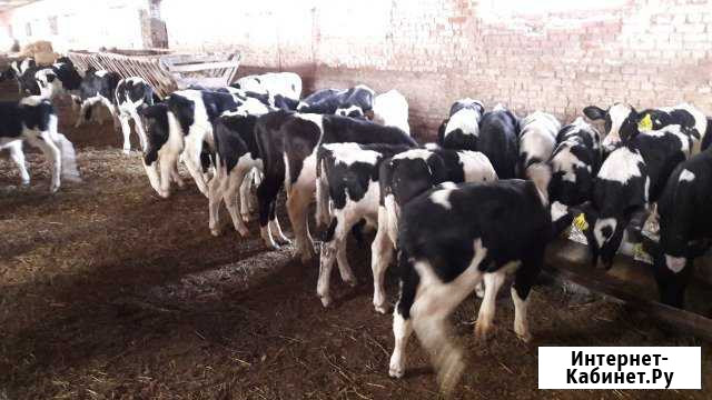 Бычки на продажу в каневской Каневская - изображение 1