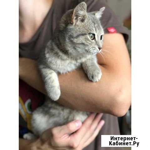 Британская красотка Альметьевск - изображение 1