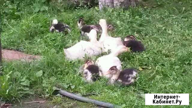 Гуси утки Рязань - изображение 1