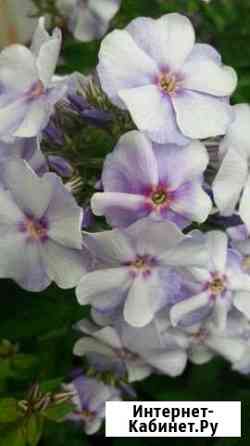 Флоксы Рязань