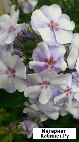 Флоксы Рязань - изображение 1