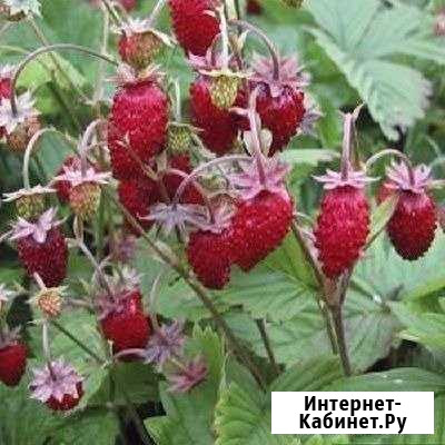Земляника садовая непрерывного плодоношения Волгоград - изображение 1