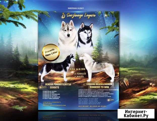 Предлагаем к резерву, щенков Сибирский хаски Байкит - изображение 1