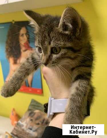 Воспитанные котята Воскресенск - изображение 1