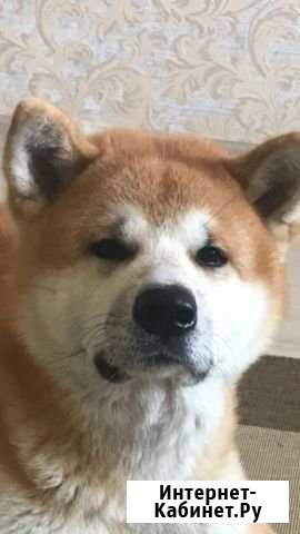 Кобель японской акиты ину ищет невесту Бийск - изображение 1