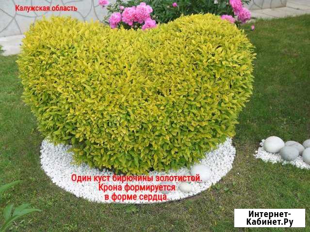 Саженцы бирючина золотистая для изгороди и бордюр Кондрово - изображение 1