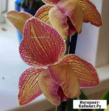 Phalaenopsis Baldans Kaleidoscope Белокуриха