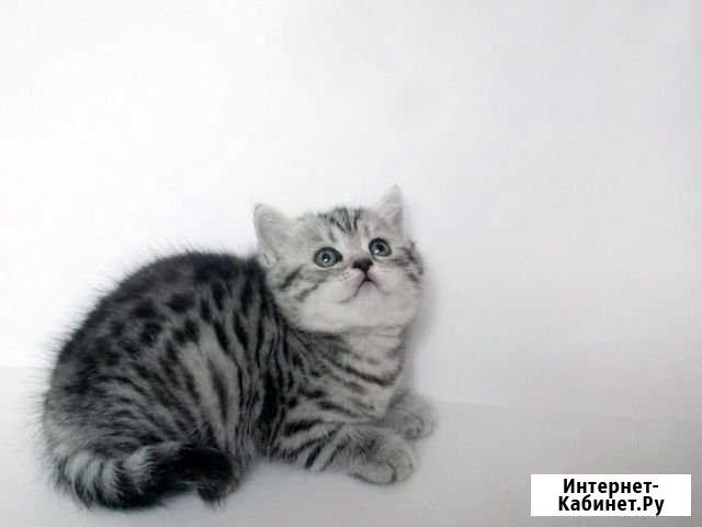 Шотландчик Новосибирск - изображение 1