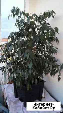 Фикус Бенджамина Ставрополь