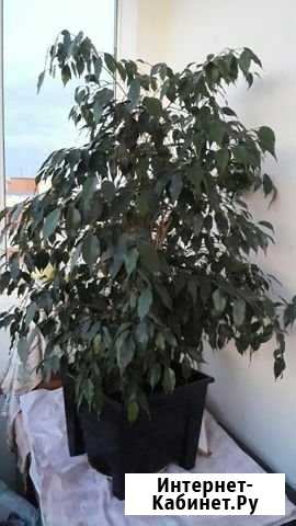 Фикус Бенджамина Ставрополь - изображение 1