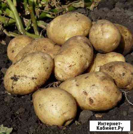 Картофель Миасс