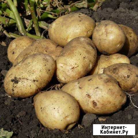 Картофель Миасс - изображение 1