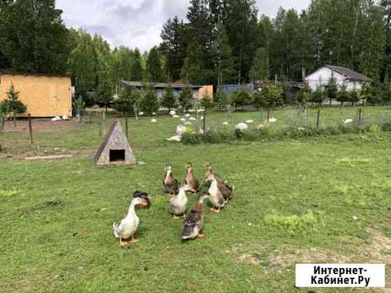 Мясо птицы Красногорск
