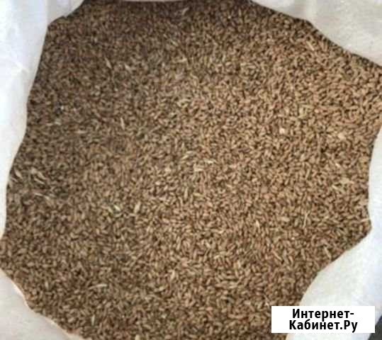 Пшеница Славянск-на-Кубани - изображение 1