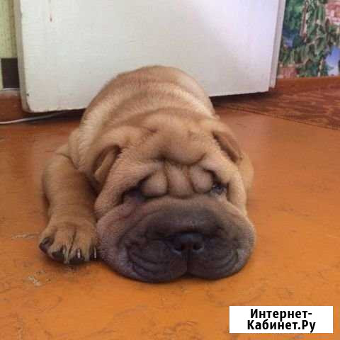Шарпей Елец - изображение 1