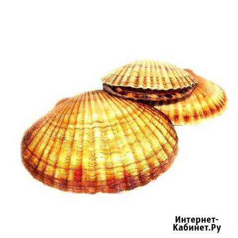 Гребешок морской живой Мосрентген
