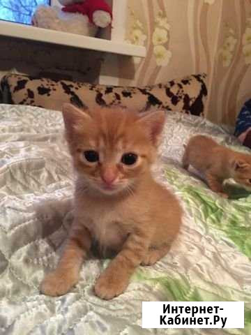 Котята Струнино - изображение 1