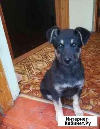 Отдам в добрые руки щенка Ульяновск