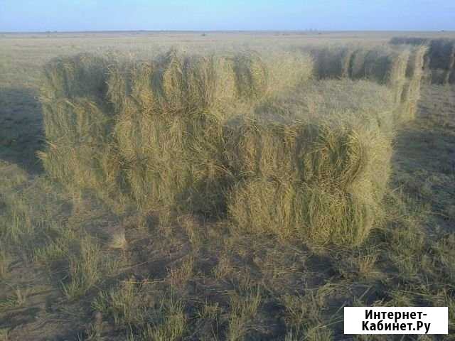 Сено в тюках Акбулак - изображение 1