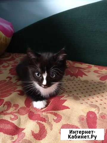 Котёнок Искитим - изображение 1