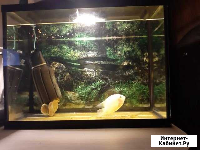 Аквариум Иваново - изображение 1