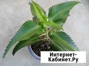 Каланхоэ Михайловка - изображение 1