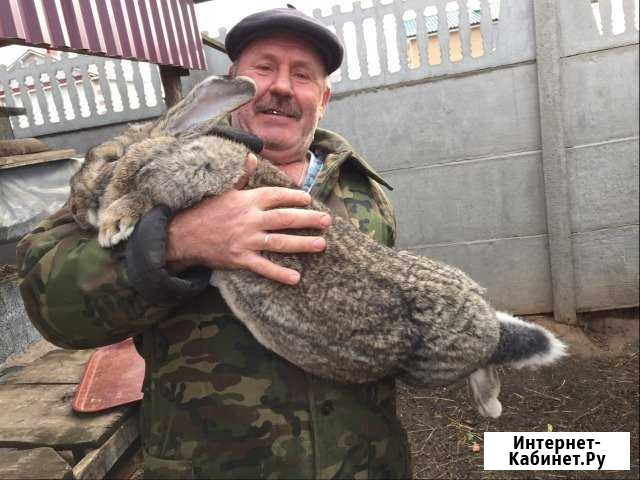 Кролики породы немецкий Ризен Козьмодемьянск - изображение 1
