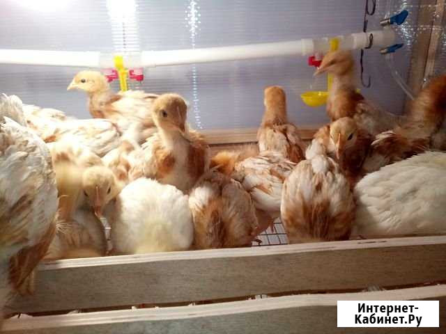 Цыплята ломан браун Гуково - изображение 1