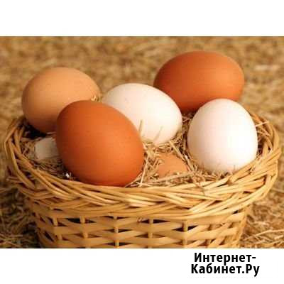 Яйцо куриное Егорьевск - изображение 1