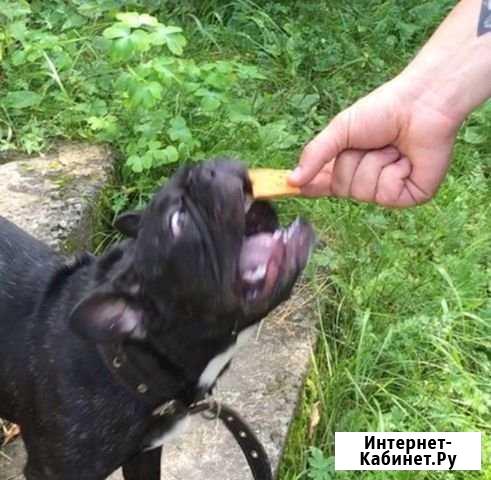 Французский бульдог Нижняя Тура - изображение 1
