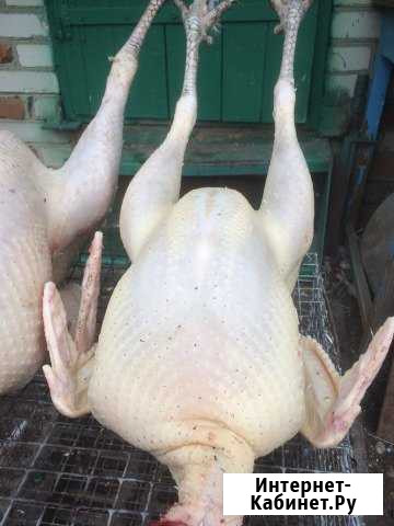 Мясо индейки Новомалороссийская - изображение 1
