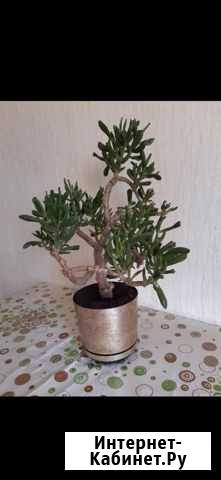 Крассула Хоббит Ставрополь - изображение 1