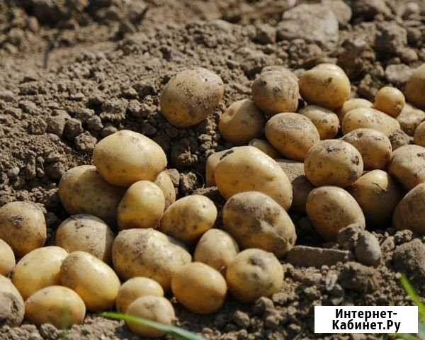 Картофель Заинск - изображение 1