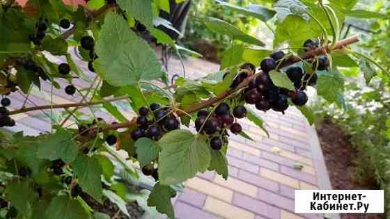 Чёрная. смородина (кусты) Батайск