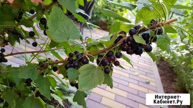 Чёрная. смородина (кусты) Батайск - изображение 1