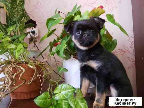 Щеночки Тула