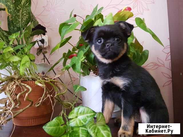 Щеночки Тула - изображение 1