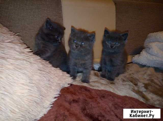 Британские котята Черкесск - изображение 1