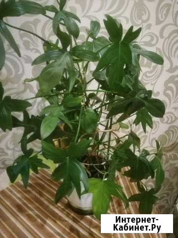 Филодендрон Тула - изображение 1