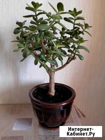 Толстянка Крассула Ставрополь - изображение 1