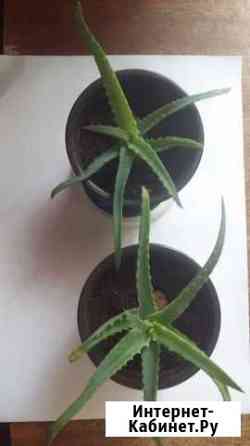 Алоэ Брянск